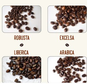 انواع دان قهوه عربیکا روبوستا لیبریکا اکسلسا